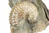 Two Fossil Ammonites (Sphenodiscus & Jeletzkytes) - South Dakota #189353-1